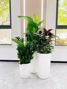 镇海花木租摆专业><div class=